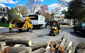 How Our Tree Care Process Works  in  Russell, PA