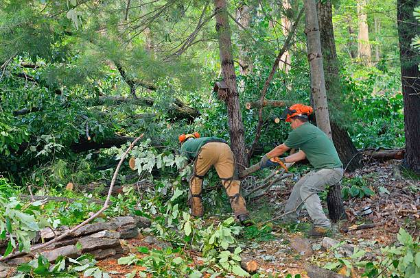 Reliable Russell, PA Tree Services Solutions